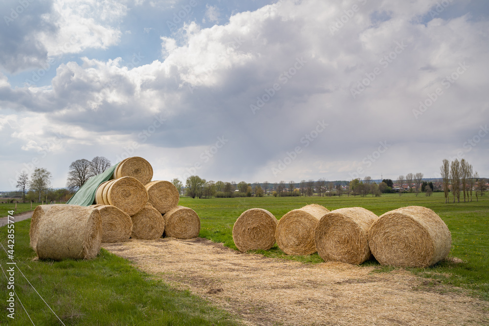 Lots of hay bales on the meadow to feed farm animals and pets Lots of hay bales on the meadow to feed farm animals and pets