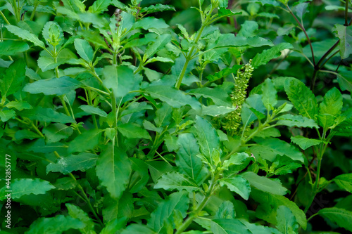 Wallpaper Mural basil in the garden Herb plants grow in an organic garden 001 Torontodigital.ca
