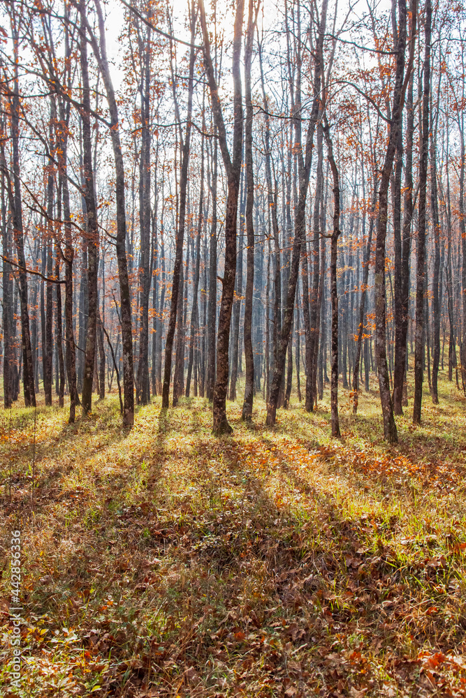 The sun shines through the trunks and branches of bare trees. Long shadows on the grass