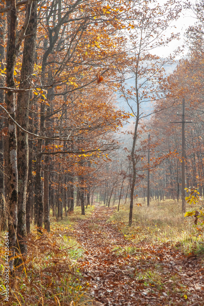 Fototapeta premium Trees with yellow foliage and a road strewn with leaves