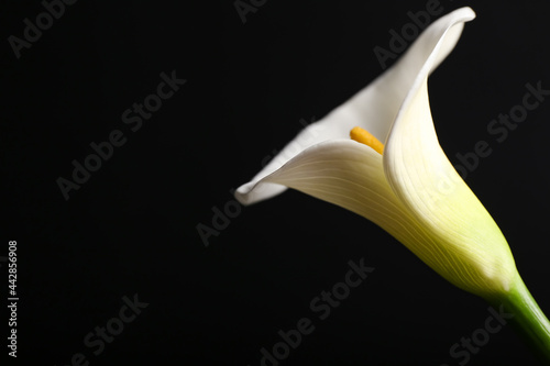 Beautiful calla lily on dark background