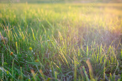 Green grass backgroun with sun ray on sunset and soft focus