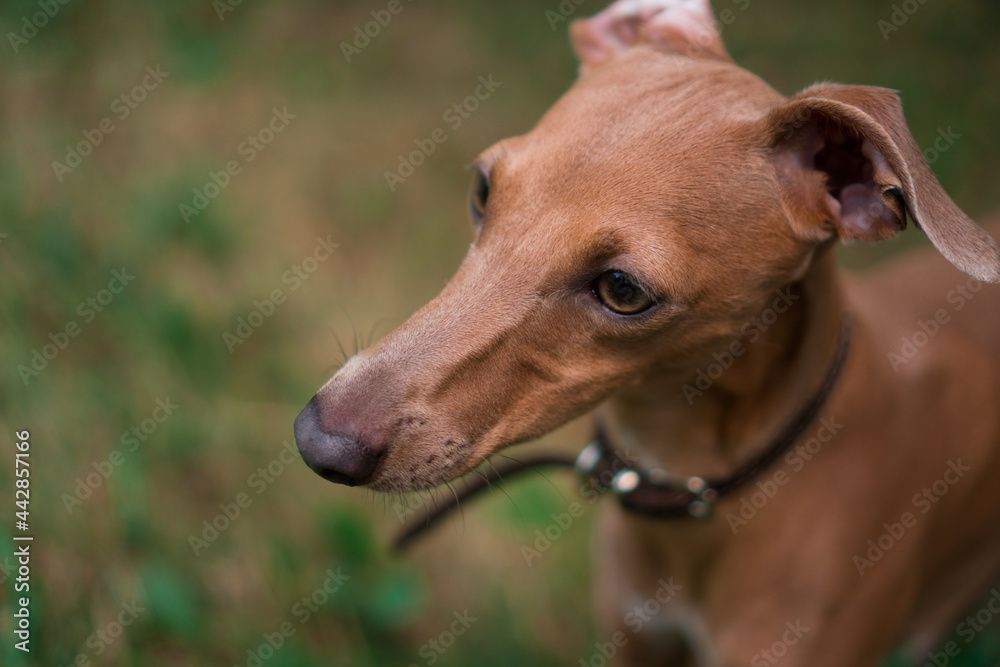 Above shot of a purebred Italian greyhound dog. Above shot of a purebred Italian greyhound dog.