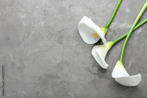 Foto Beautiful calla lilies on grey background