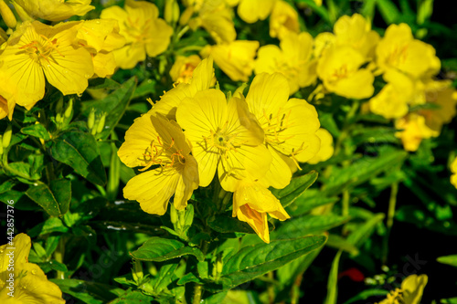 Common Evening Primrose (Oenothera biennis) in garden.close-up blossoming yellow flowers of common evening-primrose photo