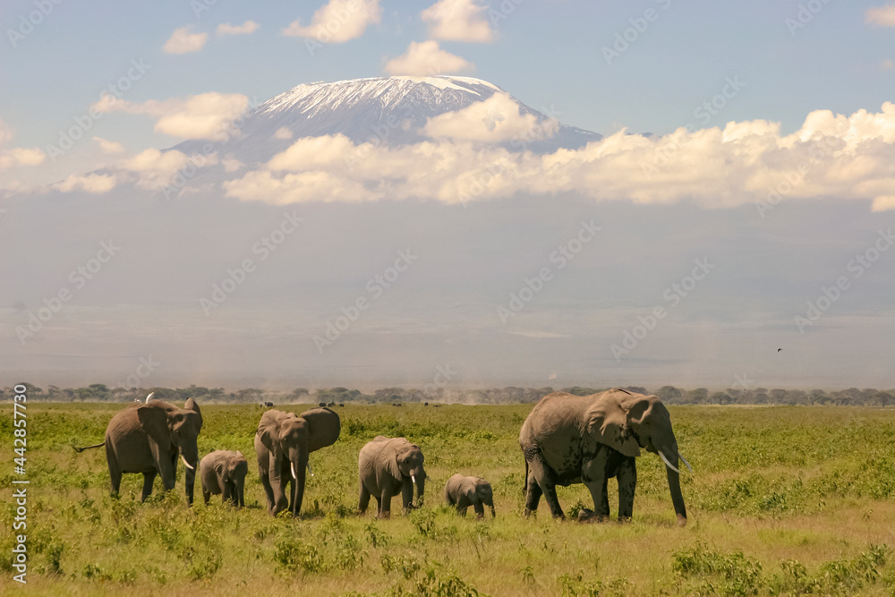 Famille Eléphants Loxodonta africana devant le mont Kilimandjaro à Amboseli Afrique Kenya