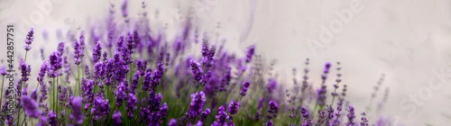 Panel kuchenny z motywem Aromatyczne kwiaty krzaków fioletowej w kąpanej w letnie popołudnie lawendy.. Nieostrość, bokeh.