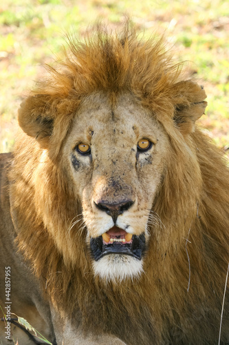 Fototapeta Naklejka Na Ścianę i Meble -  Lion en safari big five à Amboseli Kenya