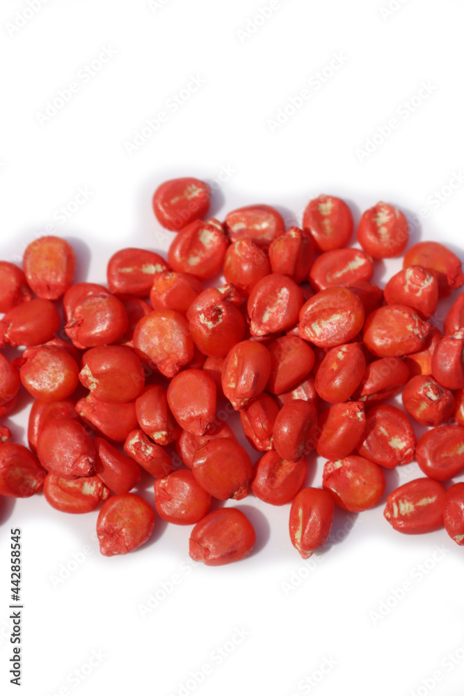Red Corn seeds isoolated on white background. Red Chemically treated corn seed ready for planting Red Corn seeds isoolated on white background. Red Chemically treated corn seed ready for planting