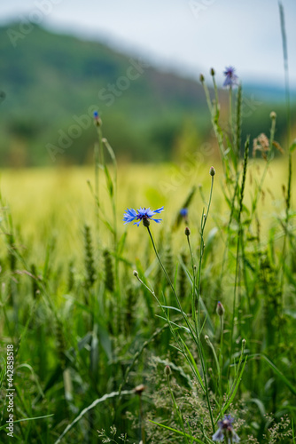 Blume im Feld