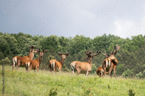 Deers in summer field.