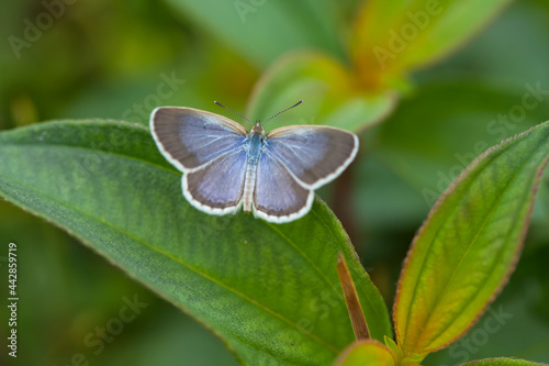 Little Butterfly in Grasses