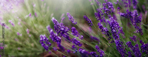 Panel kuchenny z motywem  Aromatyczne kwiaty krzaków fioletowej w kąpanej w letnie popołudnie lawendy.. Nieostrość, bokeh.