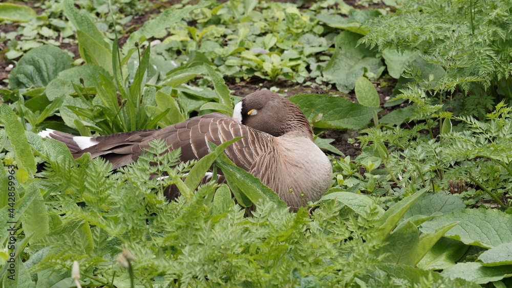 Obraz premium (Anser anser) Flock of Greylag geese grouping together, lying in the grass sometimes sleeping on one leg 