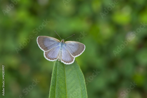 Little Butterfly in Grasses