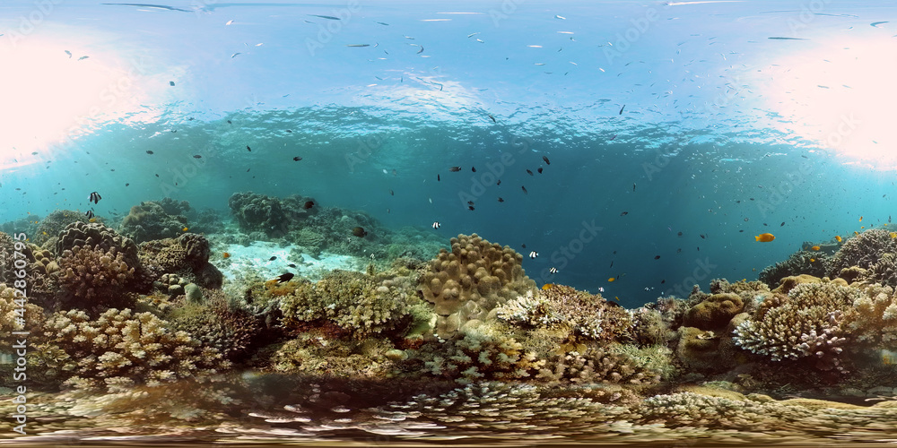 Coral garden seascape and underwater world. Colorful tropical coral reefs. Life coral reef. Philippines. 360 panorama VR