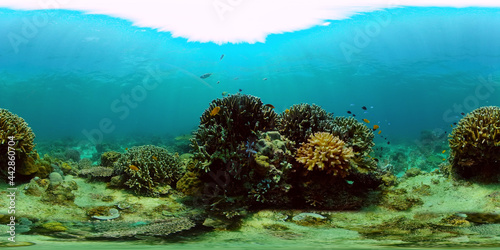 Fototapeta Naklejka Na Ścianę i Meble -  Tropical Underwater Colorful Reef. Tropical underwater sea fish. Philippines. Virtual Reality 360.
