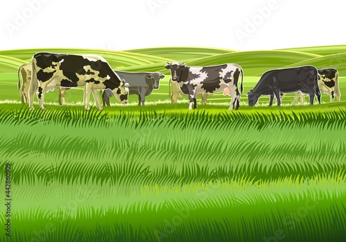 A herd of cows grazes among the rural hills. Pastures. Meadows and fields. Rustic village landscape. Farm work. Isolated on white background.  Vector