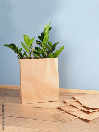A plant Zamioculcas in a kraft bag on the kitchen table