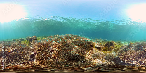 Underwater tropical colourful soft-hard corals seascape. Underwater fish reef marine. Philippines. 360 panorama VR
