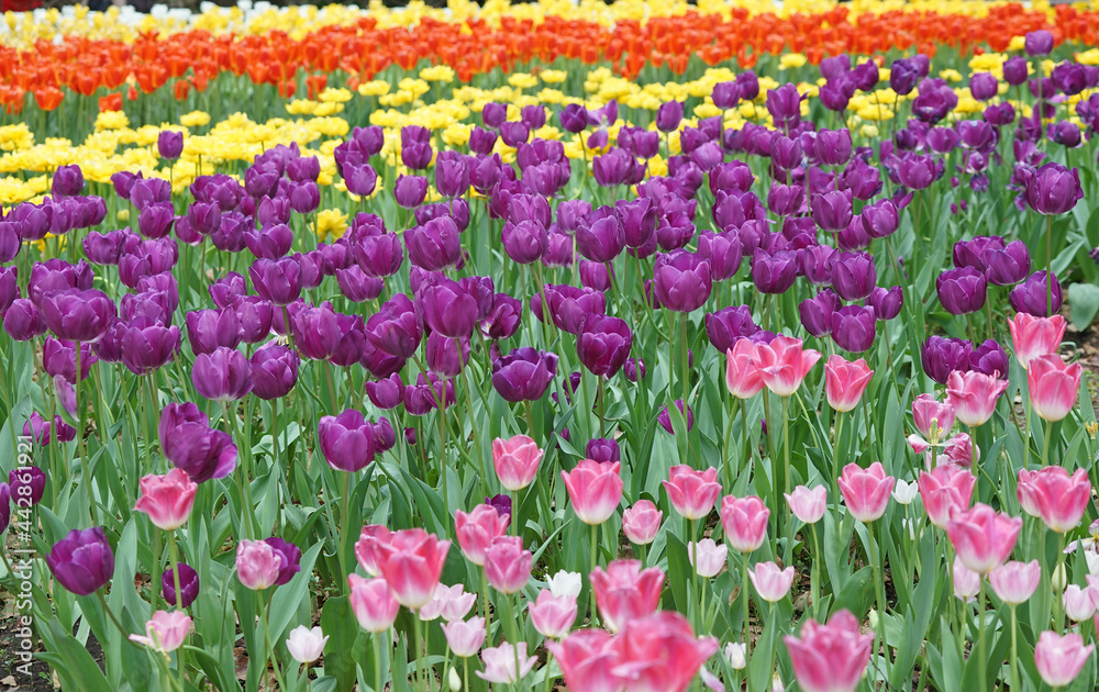A flower garden with many colorful tulips