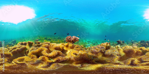 Fototapeta Naklejka Na Ścianę i Meble -  Colorful tropical coral reef. Hard and soft corals, underwater landscape. Travel vacation concept. Philippines. 360 panorama VR