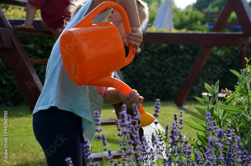 little girl wateres an orange watering can a bed of blooming lavender. summer work in the garden with the help of a toddler, preschool photo