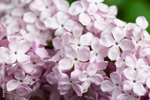 Lilac flowers. Beautiful spring background of flowering lilac. Selective soft focus, shallow depth of field. Blurred image, spring background.