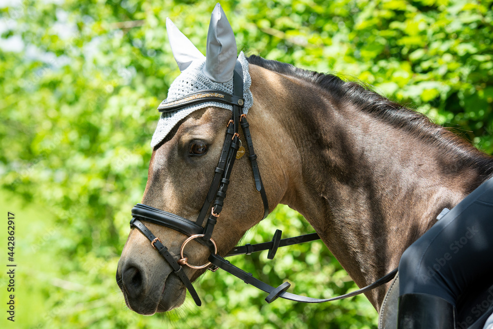 Obraz premium reiten 