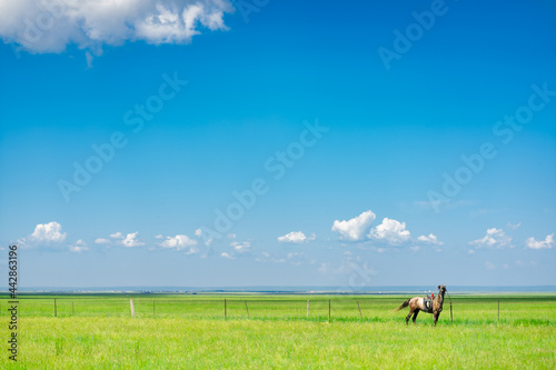 The horses on Hulunbuir grassland, Inner Mongolia, China, summer time. © Zimu