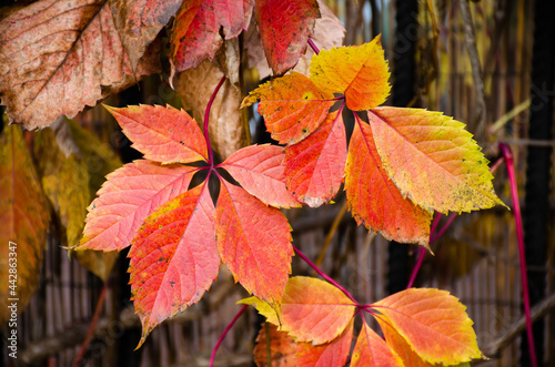 The Virginia Creeper vine in autumn with red leaves