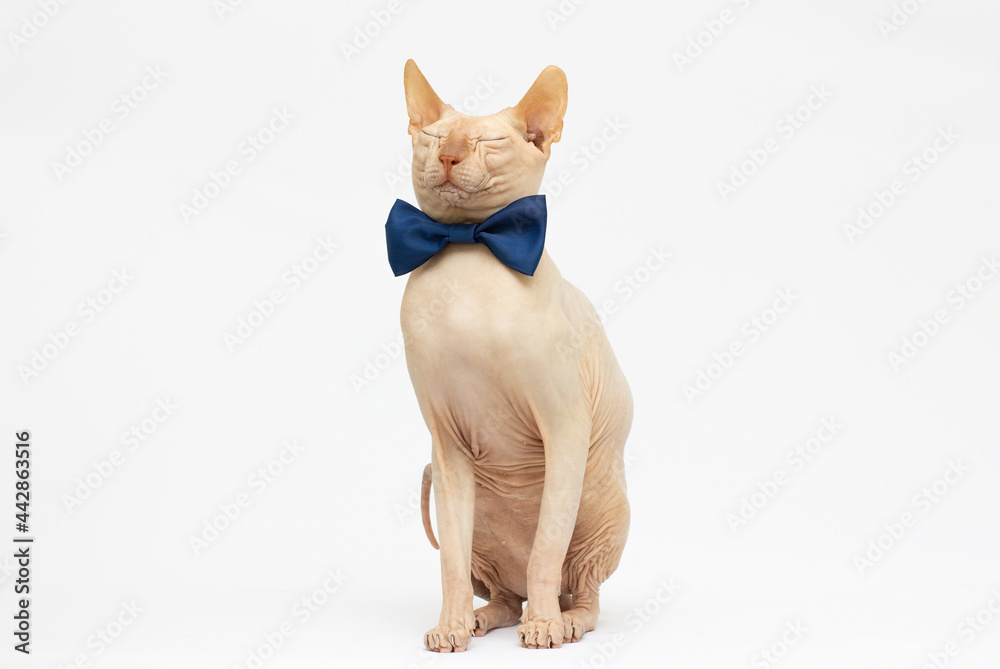 Sphynx cat with bowtie collar sitting on white background shot in the studio