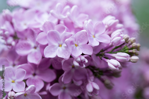 Lilac flowers. Beautiful spring background of flowering lilac. Selective soft focus, shallow depth of field. Blurred image, spring background.