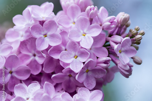 Lilac flowers. Beautiful spring background of flowering lilac. Selective soft focus  shallow depth of field. Blurred image  spring background.