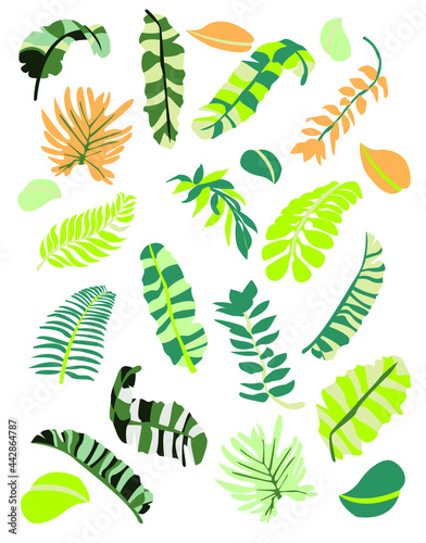 Vector set tropical leaves illustration. Tropical plant botanical Hawaii nature decoration floral green leaves. Flower tropic beach monstera tree.