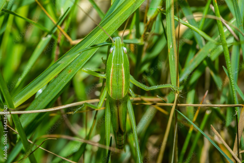 green grasshopper Climbing in the grass, a large body with white eyes. green grasshopper Climbing in the grass, a large body with white eyes.