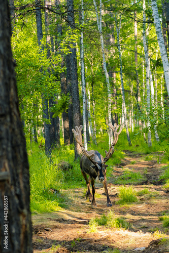 The reindeers in the forest of Greater Khingan Range, China, summer time.