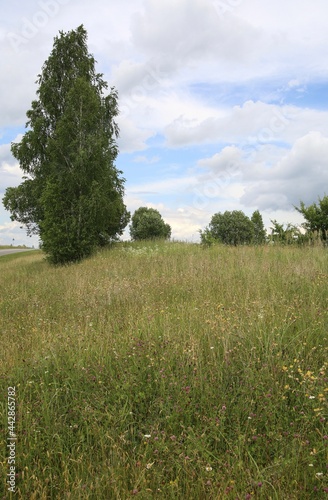 Forbs with meadow flowers.