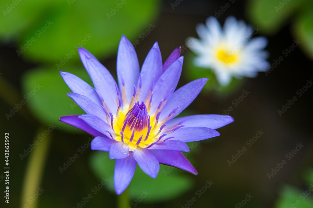 The blue lotus is blooming. In the middle of yellow flowers Close-up photography The blue lotus is blooming. In the middle of yellow flowers Close-up photography