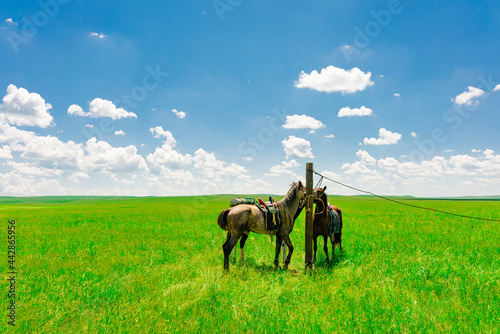 The horses on Hulunbuir grassland, Inner Mongolia, China, summer time.