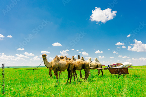 The camels on Hulunbuir grassland  Inner Mongolia  China  summer time.