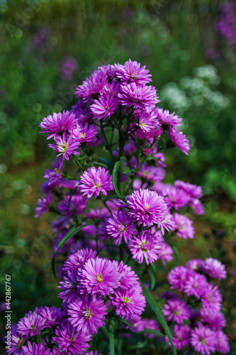Close up of beautiful and fresh blooming purple aster flower blossom with bokeh background. Isolated. No people.