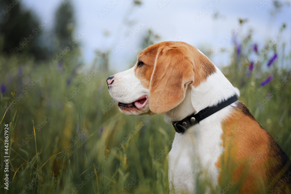 Dog sitting in the grass meadow. Beagle breed dog outdoor in the nature