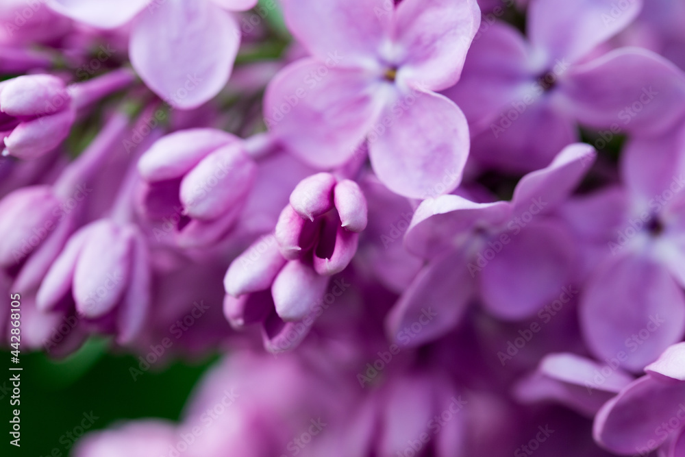 Lilac flowers. Beautiful spring background of flowering lilac. Selective soft focus, shallow depth of field. Blurred image, spring background. Lilac flowers. Beautiful spring background of flowering lilac. Selective soft focus, shallow depth of field. Blurred image, spring background.