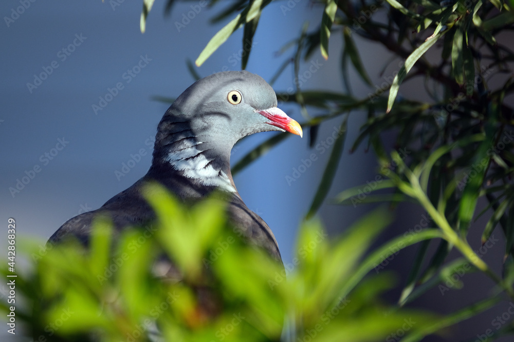 The common wood pigeon is a large species in the dove and pigeon family. It belongs to the genus Columba and, like all pigeons and doves, belongs to the family Columbidae. The common wood pigeon is a large species in the dove and pigeon family. It belongs to the genus Columba and, like all pigeons and doves, belongs to the family Columbidae.
