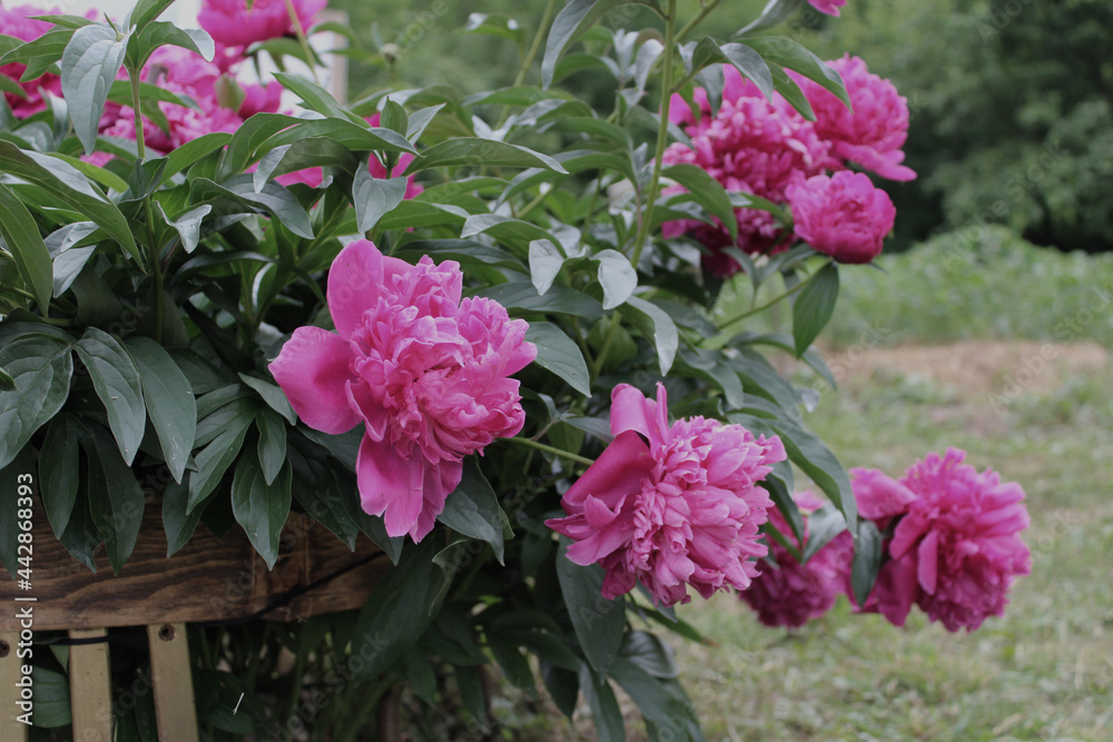 Many pink peonies with leaves