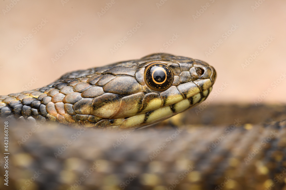 Portrait head Water snake (Natrix maura) in spain Portrait head Water snake (Natrix maura) in spain