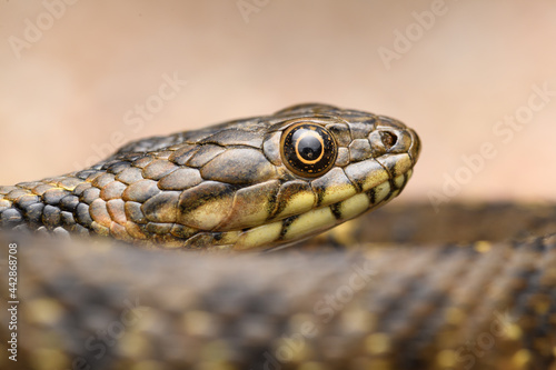 Portrait head Water snake (Natrix maura) in spain