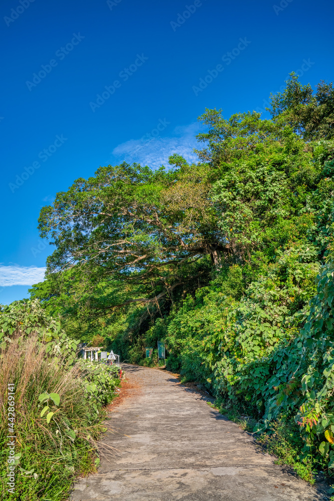 All view of 800-year-old Moraceae tree in Son Tra peninsula, Da Nang, Vietnam