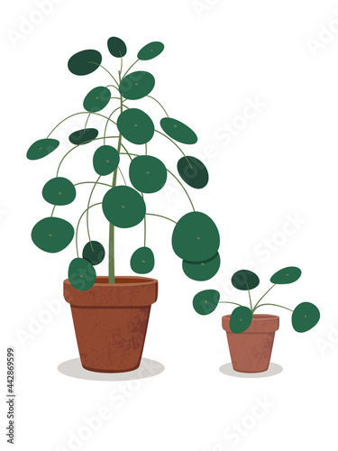 Vector illustration of Pilea (Chinese money plant) in ceramic pot. Beautiful houseplant. Flat illustration isolated on white background. 